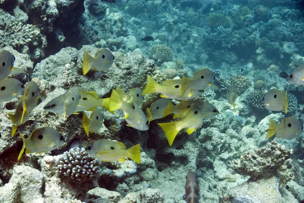 Κοραλλιογενείς Και Μονοσήμαντοι — Φωτογραφία Αρχείου