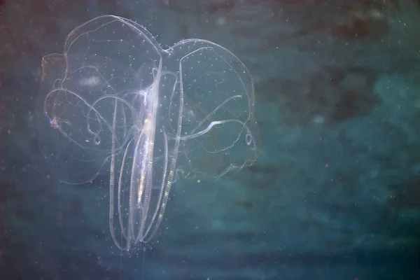 Medúzy Moře Pod Vodou Mořský Život — Stock fotografie