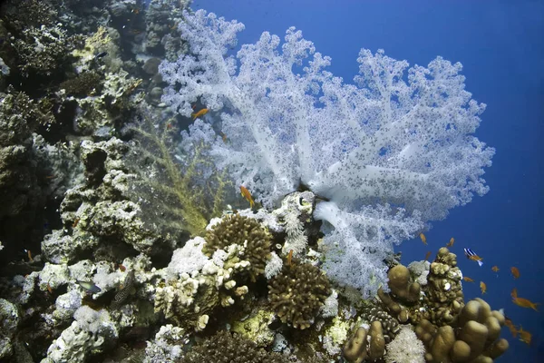 Modrý Oceán Pod Vodou Korály Ryby — Stock fotografie