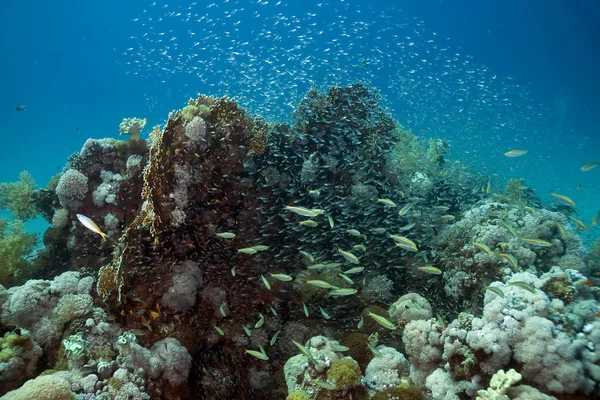 Flora Fauna Acuáticas Submarina Coral Peces — Foto de Stock