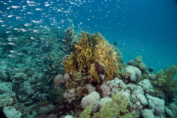 Водна Флора Фауна Море Під Водою Корали Риби — стокове фото