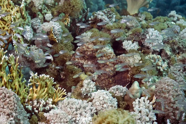 Υδρόβια Χλωρίδα Και Πανίδα Υποθαλάσσια Θάλασσα Κοράλλια Και Ψάρια — Φωτογραφία Αρχείου