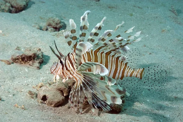 Lejonfisk Havet Vatten Marint Liv — Stockfoto