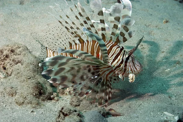 海底的狮子鱼 海洋生物 — 图库照片