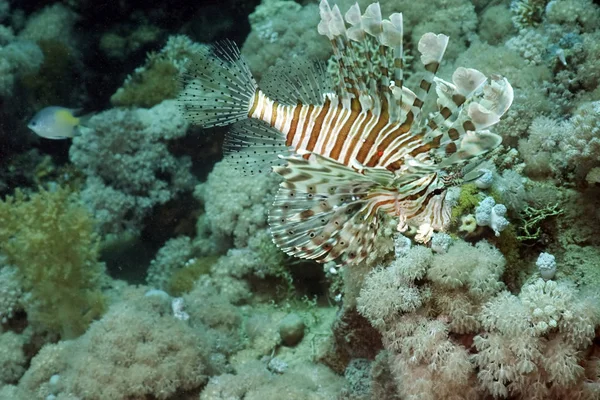 Lionfish Sea Underwater Sea Life — стоковое фото