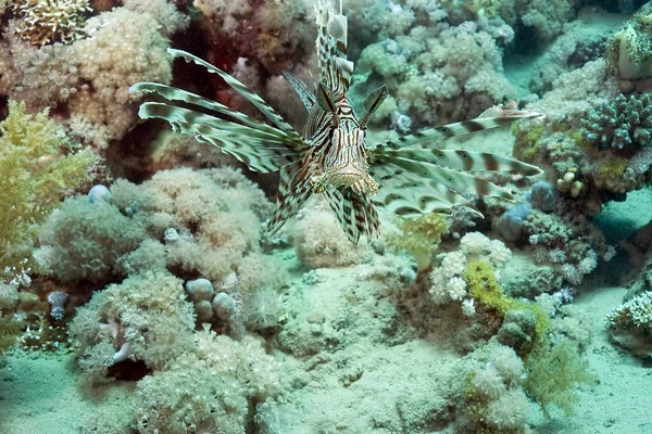 Underwater Sea Water Lionfish — Stock Photo, Image