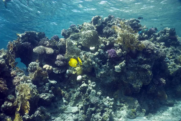 Водна Флора Фауна Море Під Водою Корали Риби — стокове фото