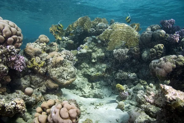 Водна Флора Фауна Море Під Водою Корали Риби — стокове фото