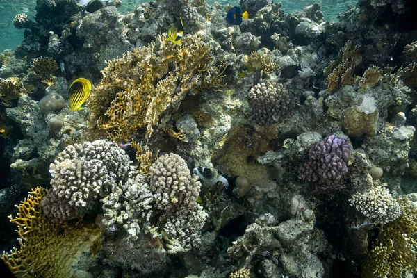 Vatten Flora Och Fauna Hav Vatten Korall Och Fiskar — Stockfoto