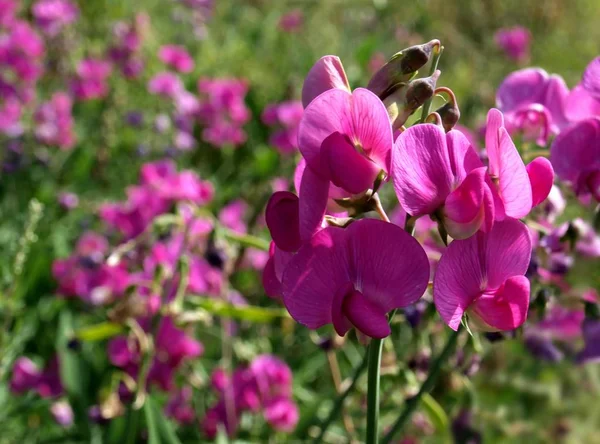 Close Uitzicht Mooie Bloeiende Bloemen — Stockfoto