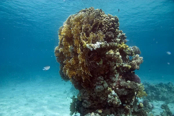 Водная Флора Фауна Морские Подводные Воды Кораллы Рыбы — стоковое фото