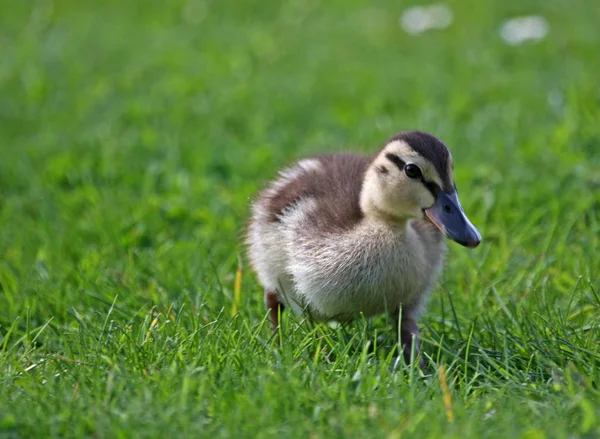 Waar Mijn Mama — Stockfoto