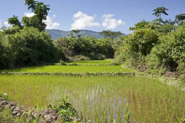 Cultivo Arroz Agricultura Rural — Foto de Stock