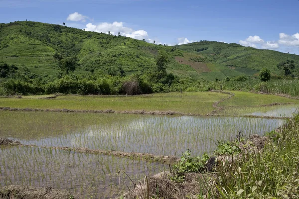 Riz Culture Plein Champ Agriculture Campagne — Photo