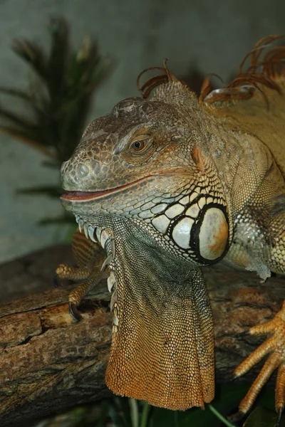 Animal Silvestre Exótico Lagarto Subrepticio —  Fotos de Stock