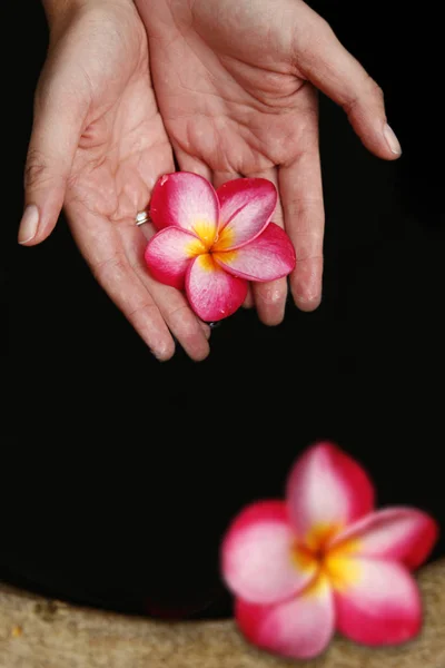 Different Flowers Selective Focus — Stock Photo, Image