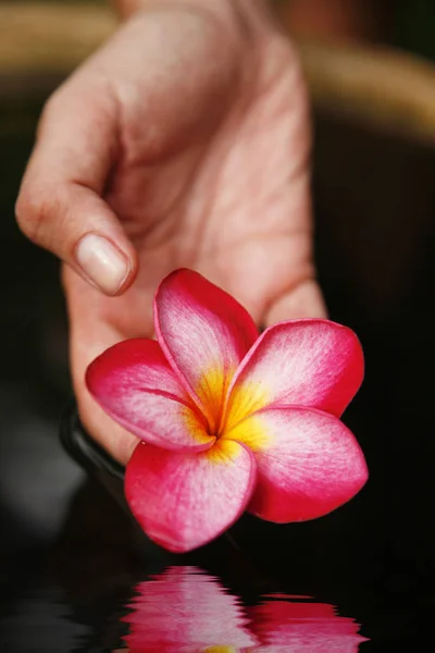 Different Flowers Selective Focus — Stock Photo, Image