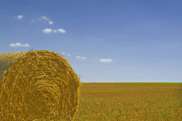 Cosecha Campo Aldea Agricultura — Foto de Stock