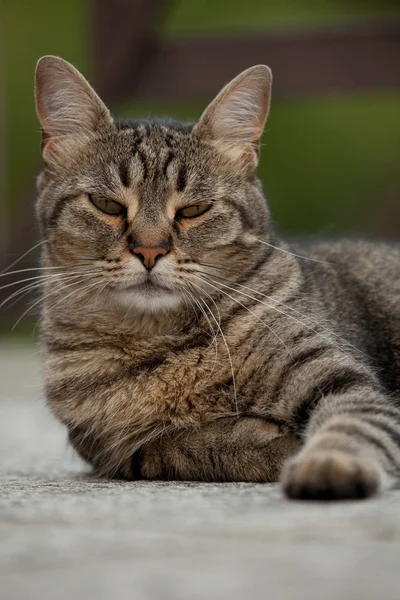 Смешной Пушистый Кот — стоковое фото