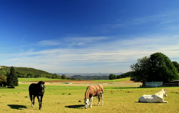 Mamífero Caballo Raza Pura — Foto de Stock