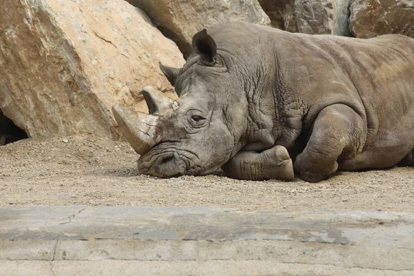 Animais Africanos Criação Rinocerontes Fauna — Fotografia de Stock