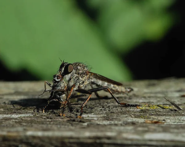 Robber Fly Prey — Stock Photo, Image