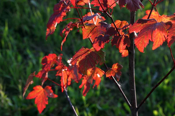 Schöne Bunte Herbstblätter — Stockfoto