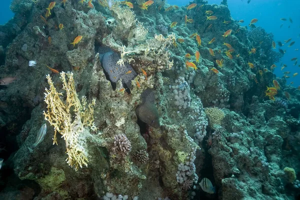 Flora Fauna Acuáticas Submarina Coral Peces — Foto de Stock