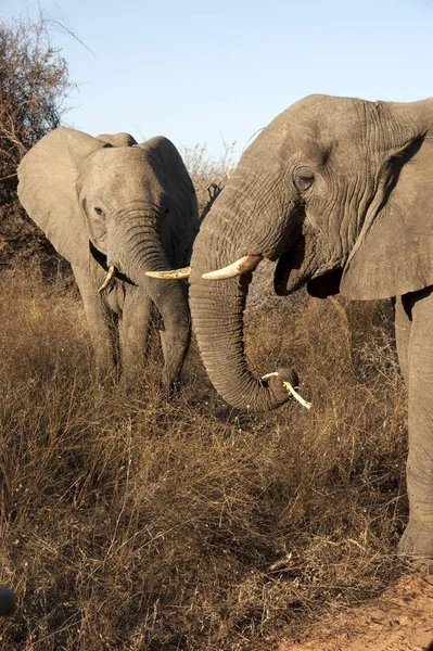 Αφρικανικό Θηλαστικό Φυτοφάγο Ζώο Ελέφαντας — Φωτογραφία Αρχείου