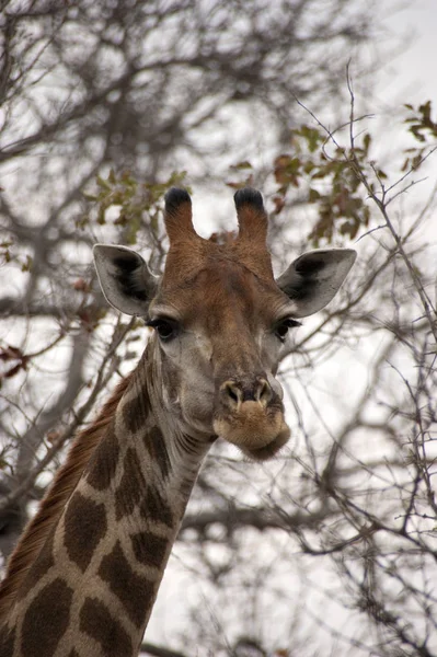 Zürafa Hayvanı Afrika Otçul Memelisi — Stok fotoğraf