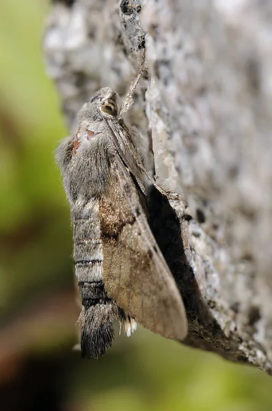 Närbild Insekter Vild Natur — Stockfoto