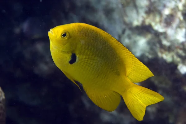 Szenischer Blick Auf Die Unterwasserwelt — Stockfoto