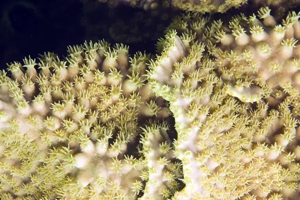 Unterwasserfotografie Meeresleben — Stockfoto