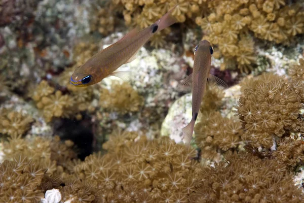 Underwater Photo Sea Life — Stock Photo, Image