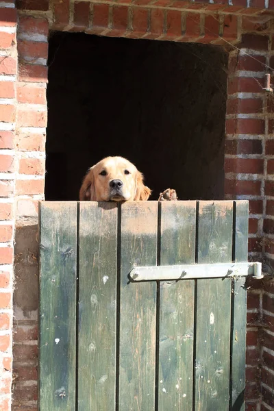 Vista Panoramica Del Cane Cucciolo Carino — Foto Stock