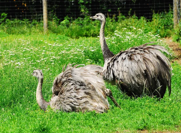 Pittoresk Bild Fågel Utomhus Scen — Stockfoto