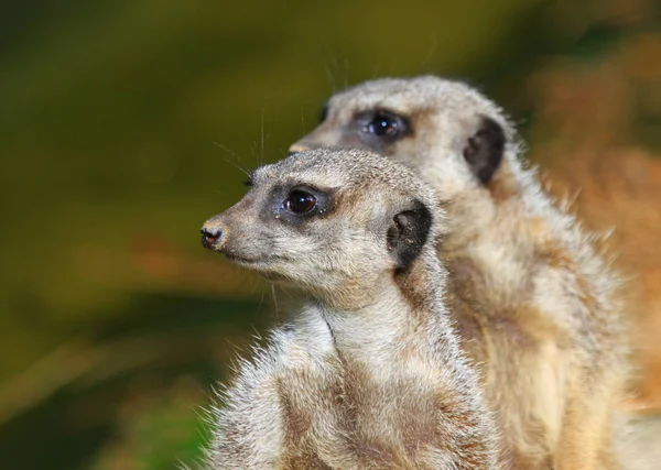 Faune Suricate Suricata Suricatta — Photo