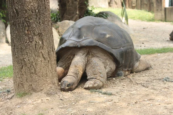 Sköldpaddsreptil Djurvarelse — Stockfoto