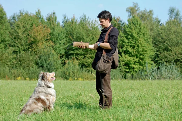 Avustralya Çobanı Köpek Eğitmeni — Stok fotoğraf