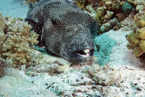 Blåsfisk Havet Vatten Marint Liv — Stockfoto