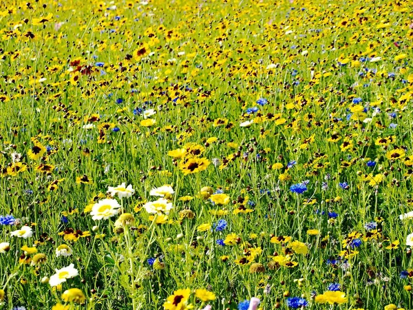 Plantas Prado Verão Flora Arquivado — Fotografia de Stock