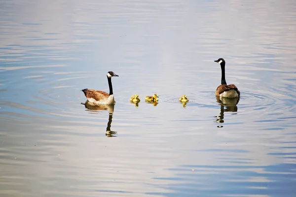 Schilderachtig Uitzicht Ganzen Natuur — Stockfoto