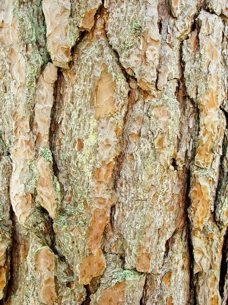 Texture Tronc Arbre Surface Écorce — Photo