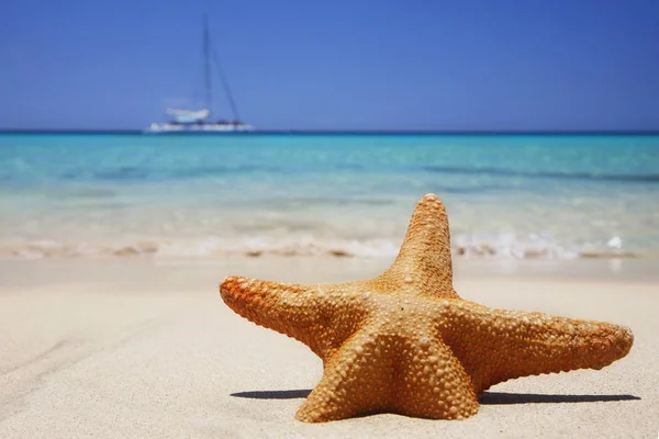 Sea Animal Marine Starfish — Stock Photo, Image