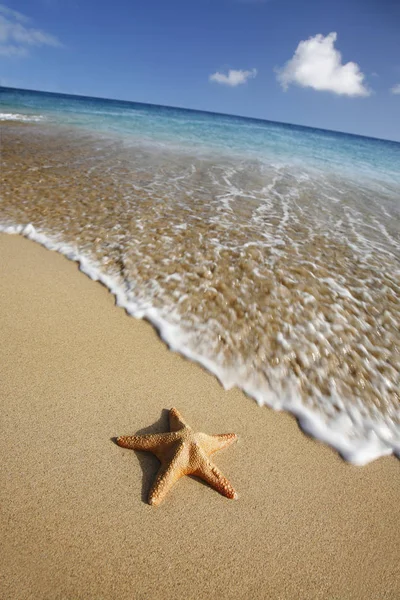 Estrella Mar Animal Mar — Foto de Stock