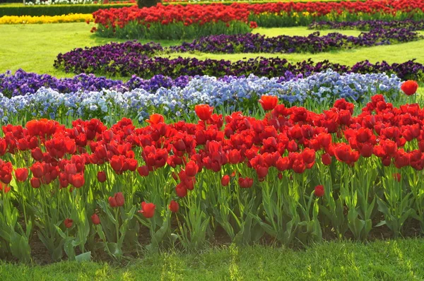 Tulpenblüten Blütenblätter Frühlingsflora — Stockfoto