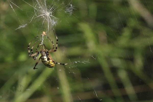 Nahaufnahme Von Insekten Der Natur — Stockfoto