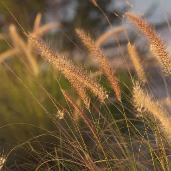 Schöne Aussicht Auf Den Papagei Der Natur — Stockfoto