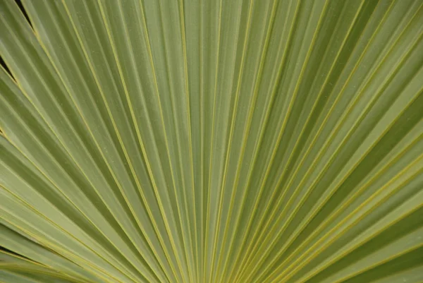 Tropical Plant Parrot Cay — Stock Photo, Image
