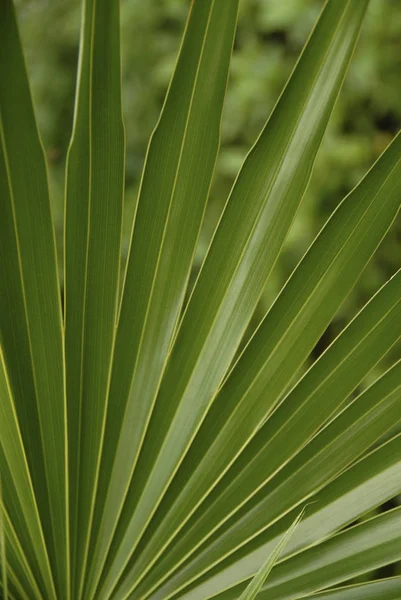 Тропічна Рослина Пекарні Папуги — стокове фото